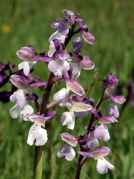 Ятрышник дремлик (Orchis morio L.)