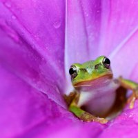 JapaneseTreeFrog ROW2089186925 UHD