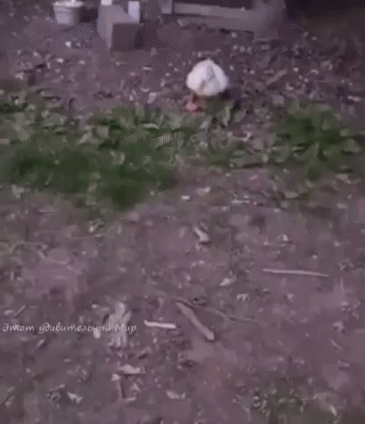 Друзья