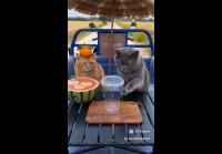 video_109778713
