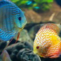 file_102931011