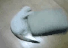 Вечный двигатель