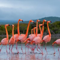 GalapagosFlamingos ROW2731476245 UHD