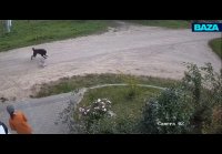 Кошка спасла хозяйку от алабая