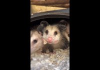 Northtexaswildlifecenter 1776961214405