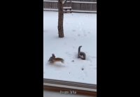 video_103654211