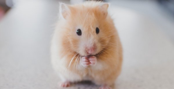 Blog Jenis-jenis-Hamster-Jinak-untuk-Jadi-Hewan-Peliharaan