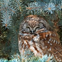 BorealOwl ROW9726437448 UHD