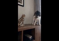 video_109788596