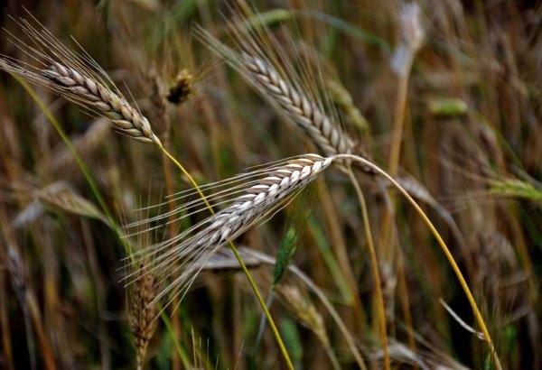 Ячмень обыкновенный (Hordeum vulgare)