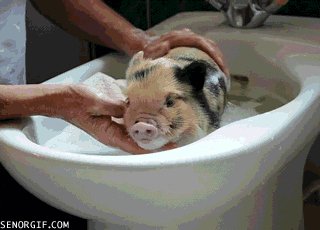 gifs 01