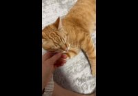 Katterina vs 1773250983371