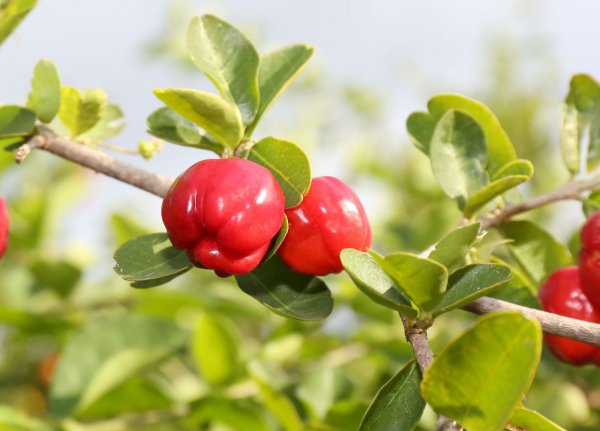 Ацерола (Malpighia glabra)