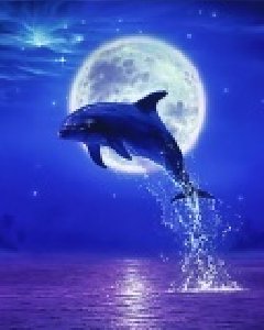 dolphin 8i4djfoz