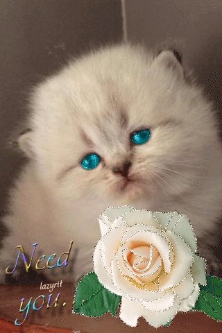 file_48085893