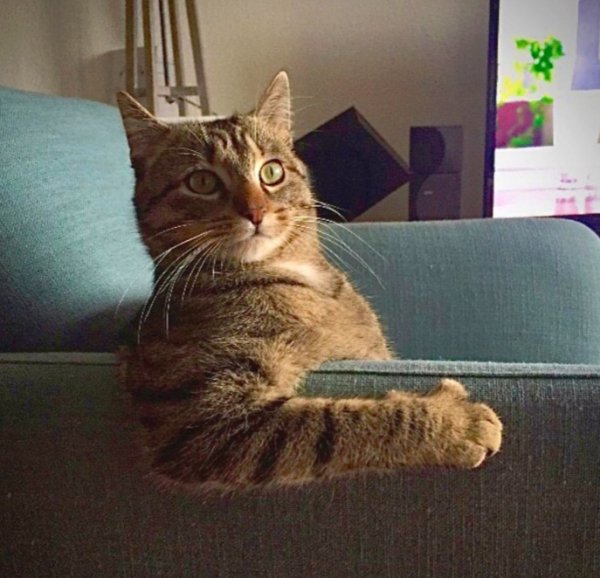 Котэ