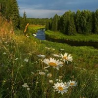 Лес, речка...красота