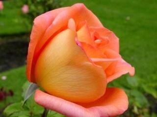 Roza