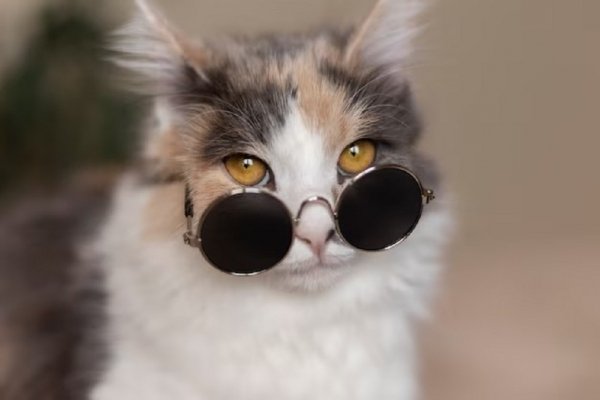 Кот в очках