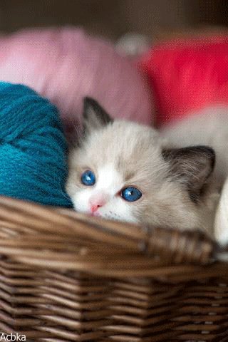 file_76349785