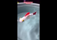 СДЕЛАЙ РЕАЛЬНУЮ РЫБКУ
