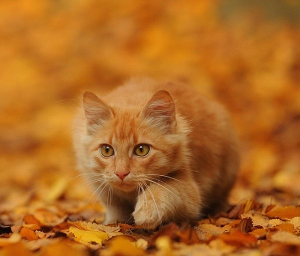 Кот и осенние листья (15)
