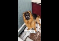 Немецкие корни