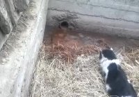КОТ ПРОТИВ КРЫСЫ