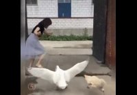 Когда у собаки выходной