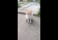 video_105526758