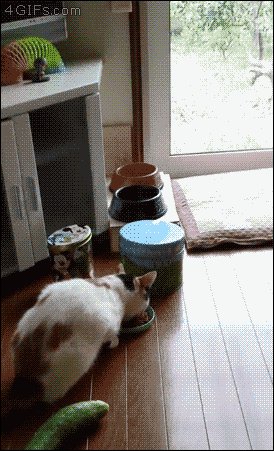 ААААААААААААААААА ЭТО ОГУРЕЦ!