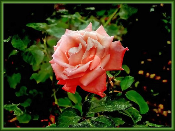 roza-1