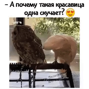 Докопался до дамы