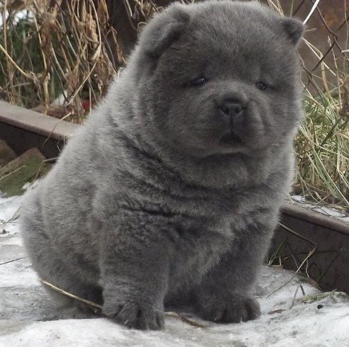 Щенок &apos;Медвежонок&apos;