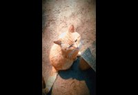 video_106087130