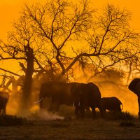ElephantDay ROW7064675180 UHD