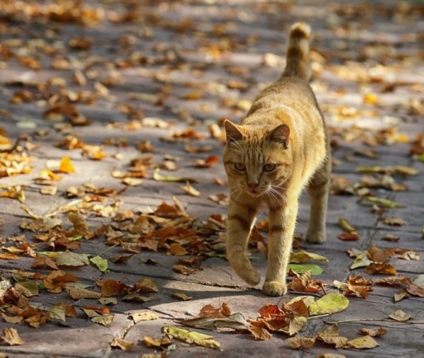 Кот и осенние листья (13)