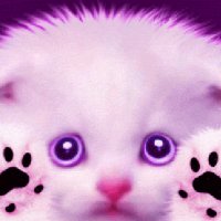 Котик лижет монитор