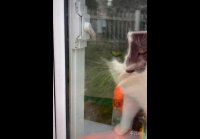@dvachannel Доедай за Двачем