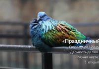 МТС #Голубеграм