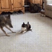 ))