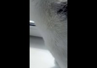 Кот Беляш на окошке