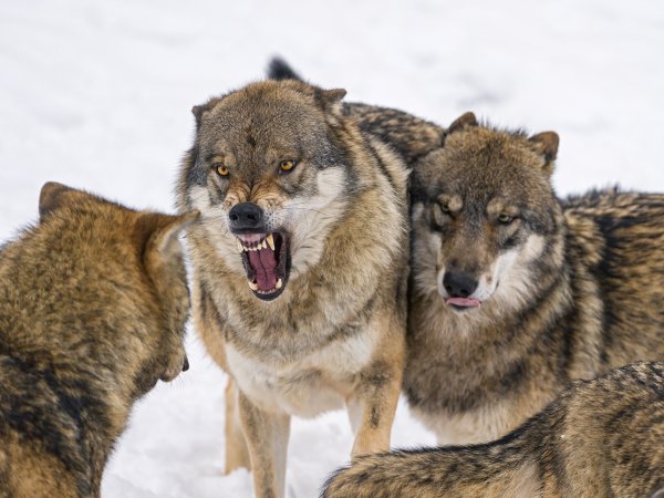 Wolves (15)