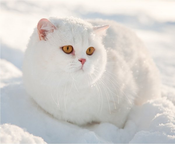 Кот зимой. (7)