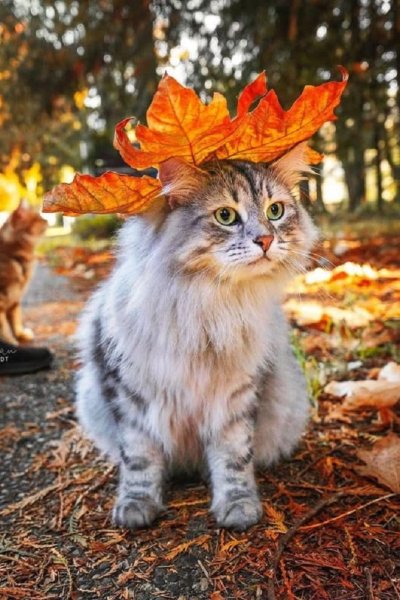 Котёнок