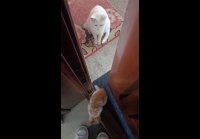 Скромность