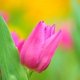tulips slide 5 pictures-