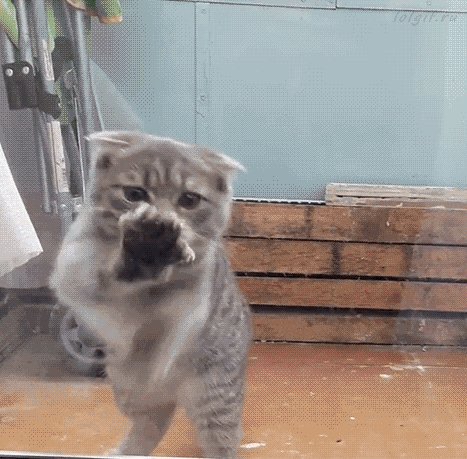 gif 1535919306