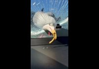 video_109813128