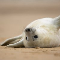 HelloSeal ROW8488549589 UHD